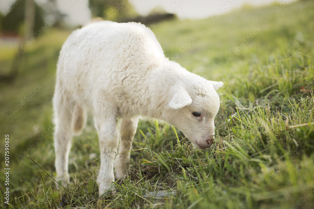 Obraz premium young spring lamb on green grass