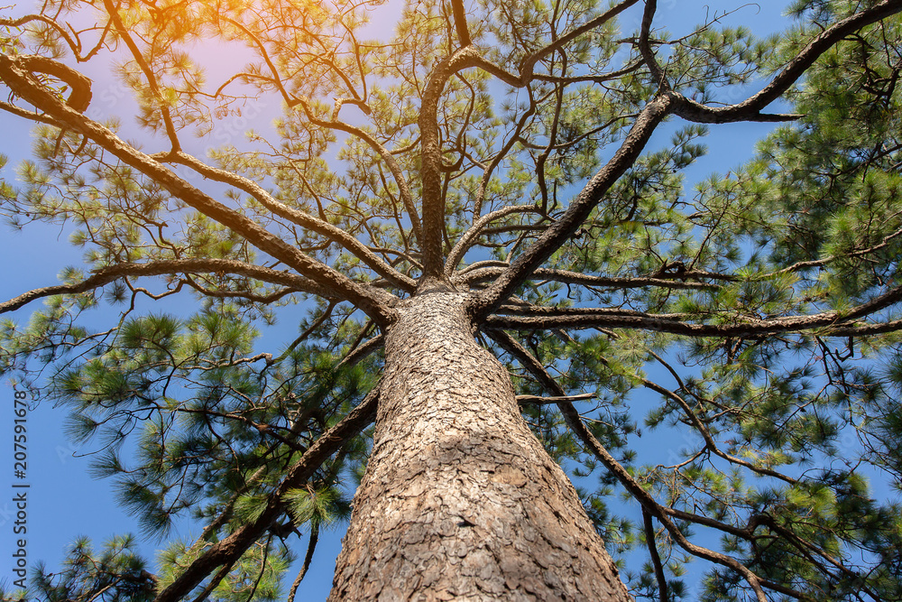 Naklejka premium Pinus mugo - It is also known as creeping pine, dwarf mountain pine, mugo pine.