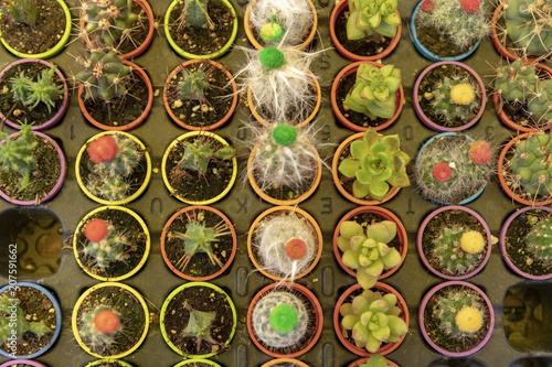 Succulents and cactus