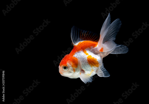 Goldfish isolated on black background