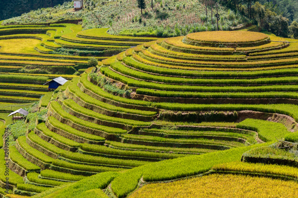 Rice fields at Northwest Vietnam Rice fields at Northwest Vietnam