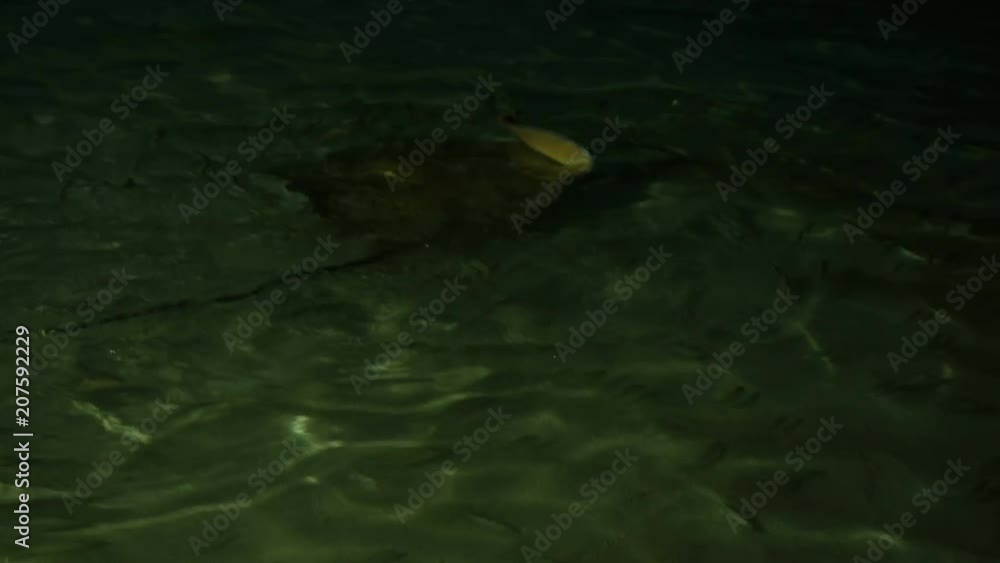 Feeding sharks, rays and fish from the shore. Maldives Feeding sharks, rays and fish from the shore. Maldives