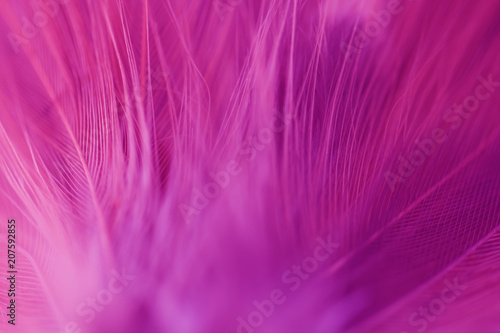 Blur Bird chickens feather texture for background Abstract, soft color of art design.