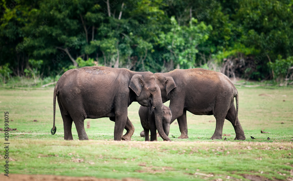 Fototapeta premium Elephants