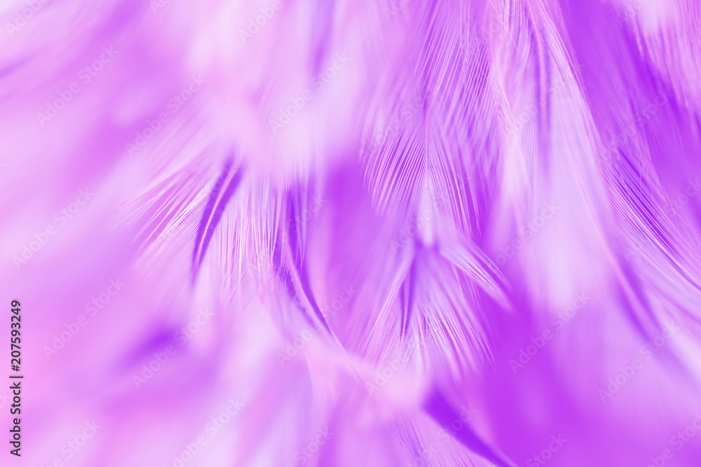 Bird and chickens feather texture for background Abstract,blur style and soft color of art design.for mobile case Bird and chickens feather texture for background Abstract,blur style and soft color of art design.for mobile case