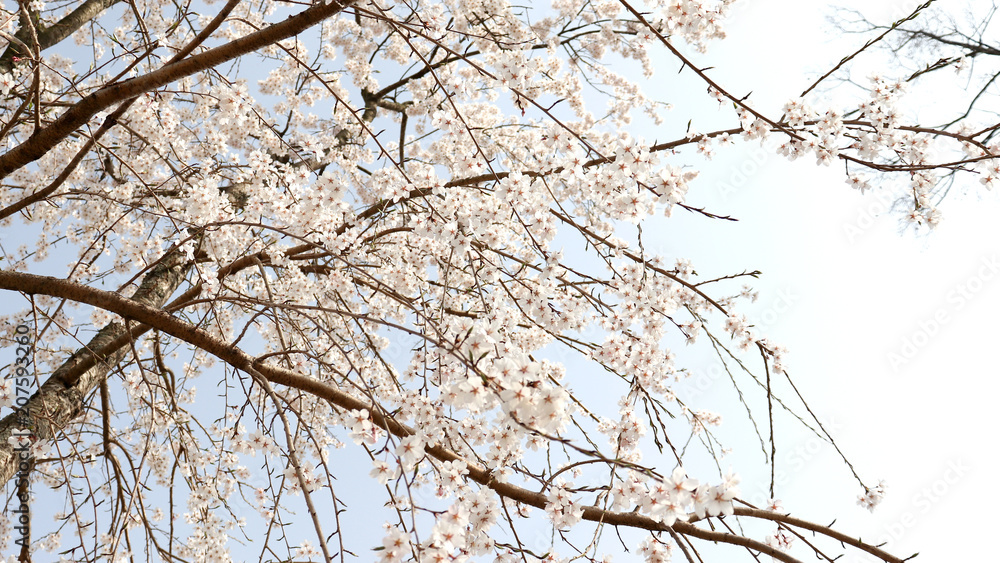 Cherry blossom trees in full blossom. Cherry blossom trees in full blossom.
