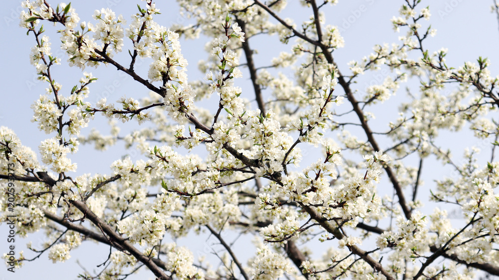 The full blooded pear blossom of a warm spring day. The full blooded pear blossom of a warm spring day.