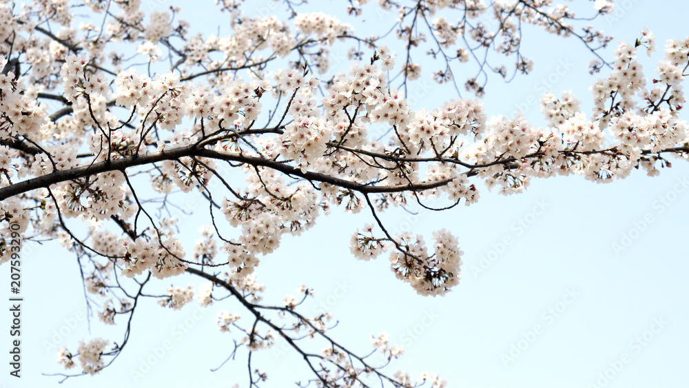 Cherry blossom trees in full bloom in the blue spring sky. Cherry blossom trees in full bloom in the blue spring sky.