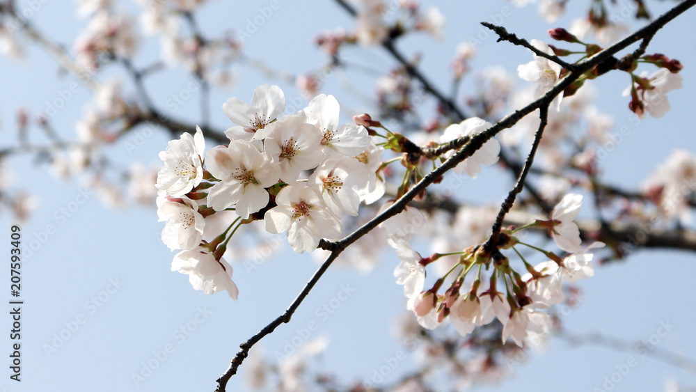 Close-up image of cherry blossom on the blue sky background.