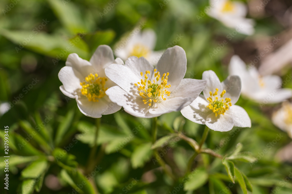 white flowering anemone white flowering anemone