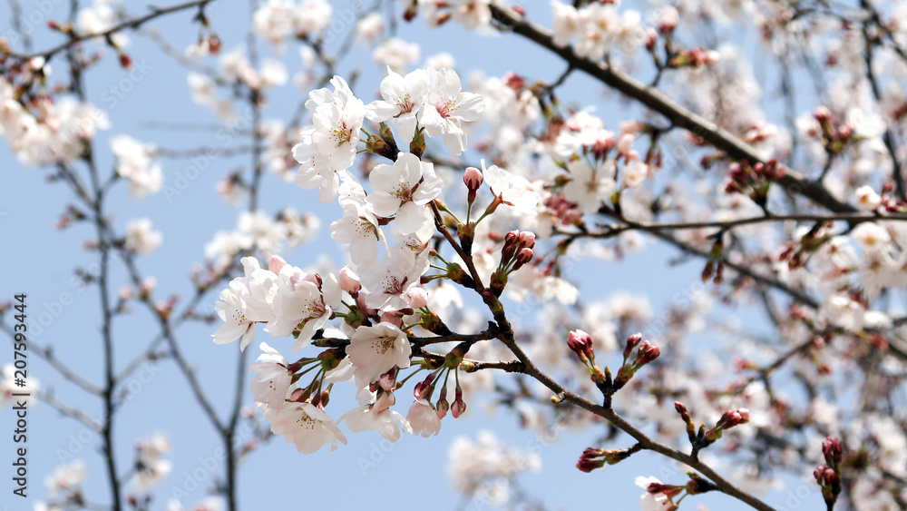 Close-up image of cherry blossom against the blue sky. Close-up image of cherry blossom against the blue sky.