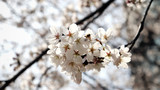 Close-up image of the warm spring cherry blossom and honey bees scene.