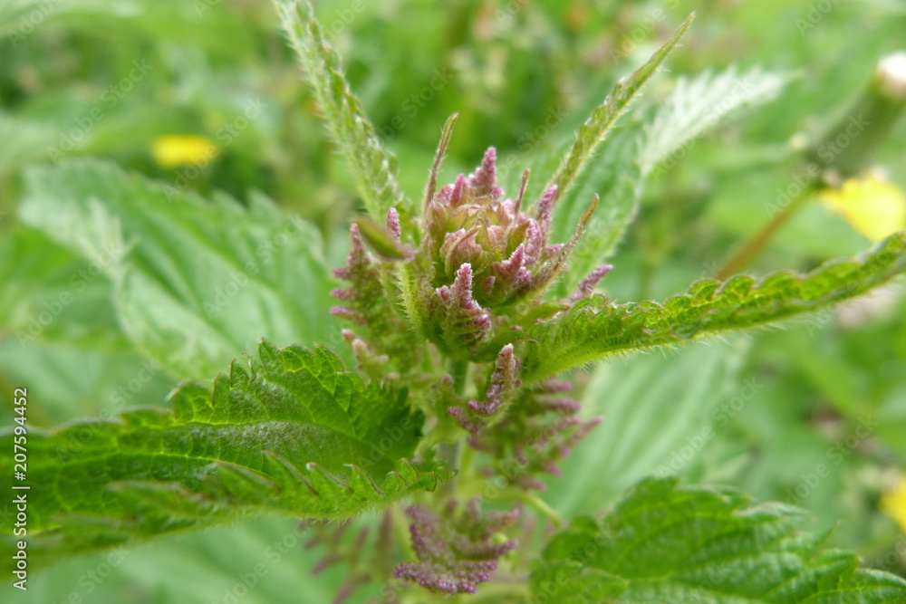 green nettle inflorescence plants large leaves grass weeds weeds medicinal raw materials green nettle inflorescence plants large leaves grass weeds weeds medicinal raw materials
