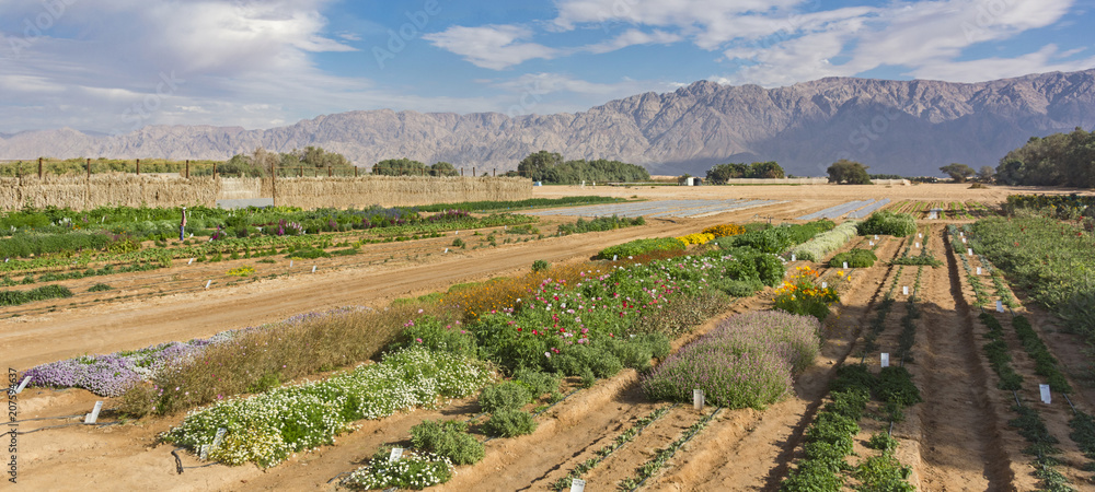experimental farm in the Arava Desert in Israel with the Moav Mountains of Jordan in the background