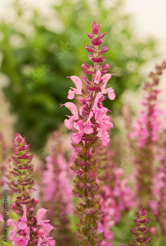 Salvia blossoms