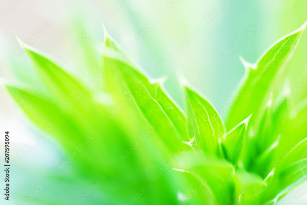 macro of Tree Leaves for nature background and save green concept,spa,soft and blur focus, made with gradient and filter colored. macro of Tree Leaves for nature background and save green concept,spa,soft and blur focus, made with gradient and filter colored.