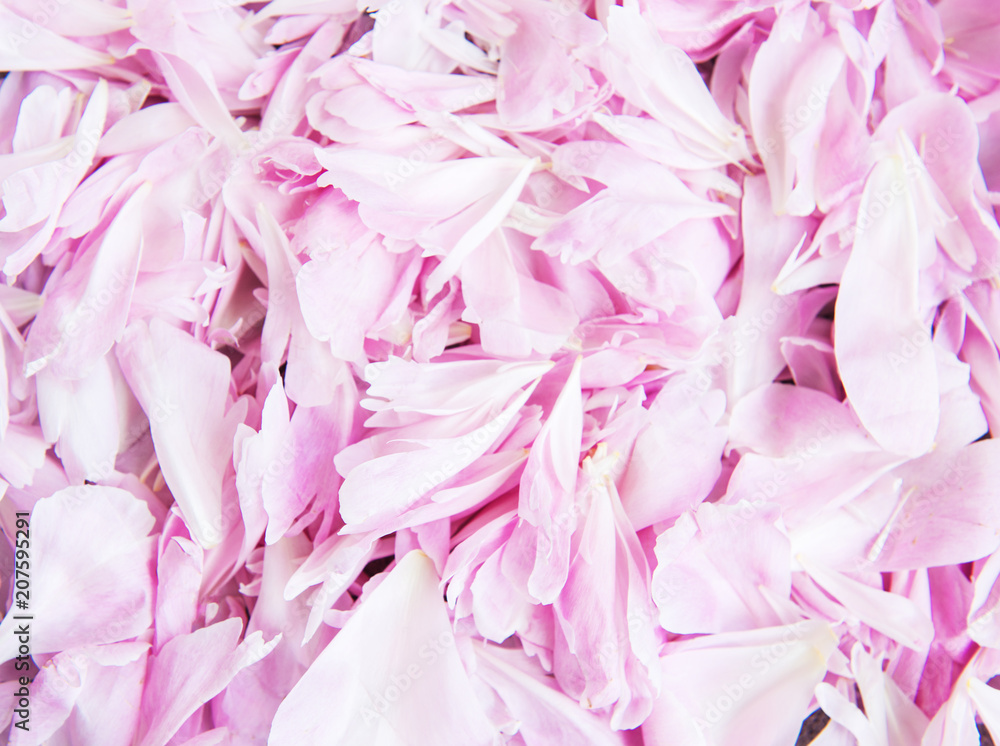 Pink peony petals