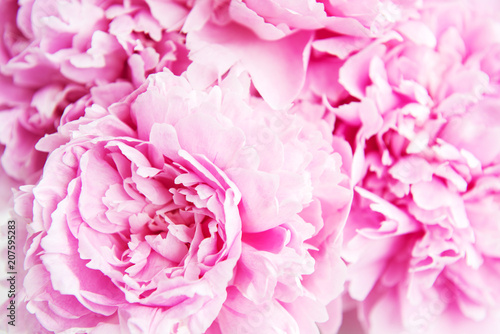 Beauty pink peony flowers © Olena Rudo