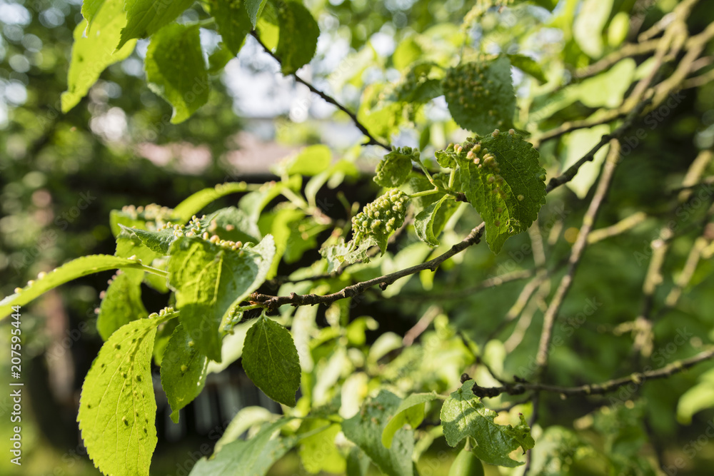 The disease leaves on plum. The disease leaves on plum.