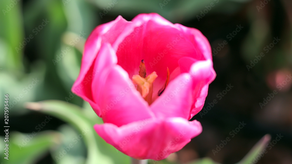 Close-up image of a pink tulip at the park.