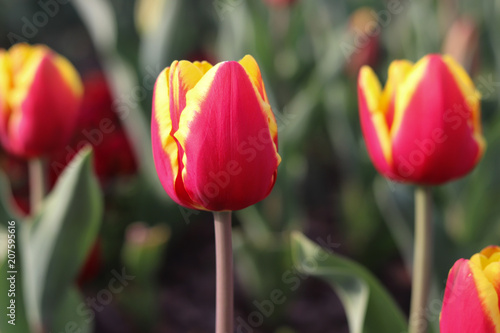 Red  with  yellow  tulips  at  the  park.
