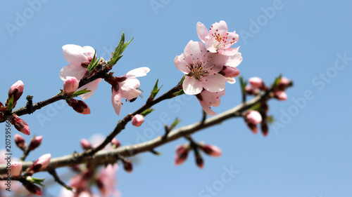 Peach blossoms against the blue sky. © Hyejin Kang
