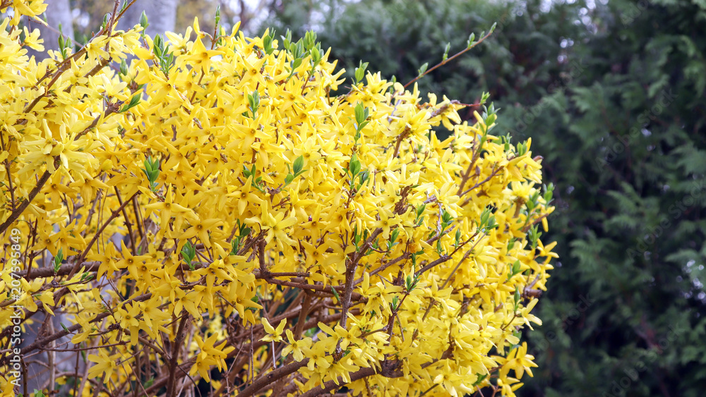 The scenery of spring is bright with yellow forsythia flowers. The scenery of spring is bright with yellow forsythia flowers.