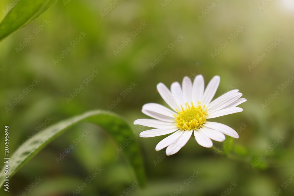 flower flower