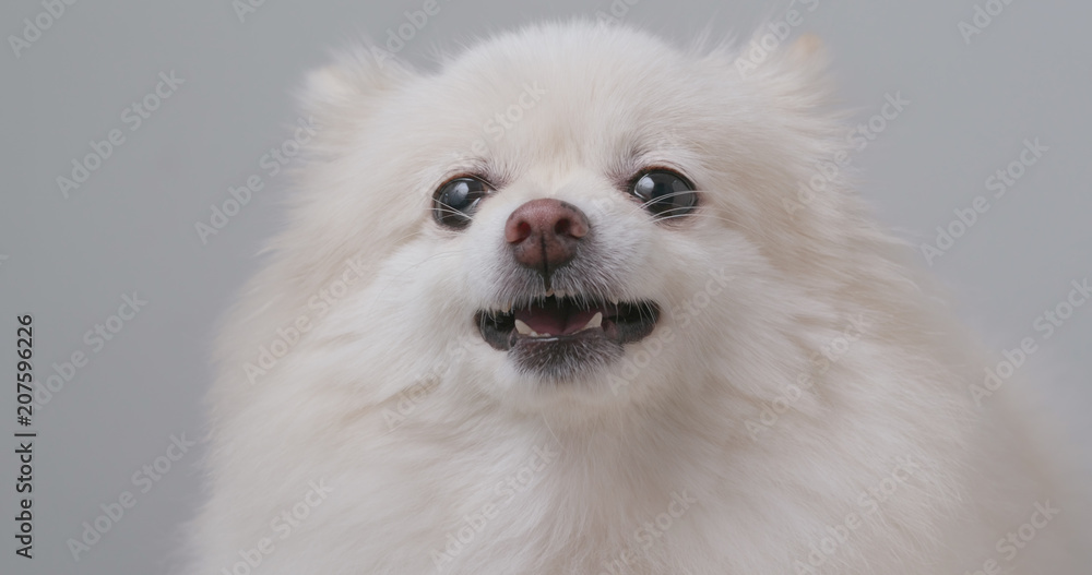 White Pomeranian feeling angry