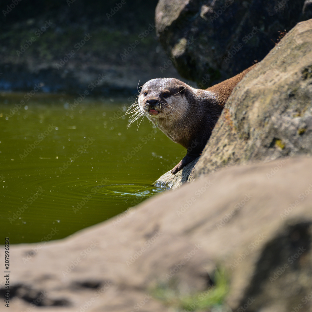 World's smallest Otter, Asian Small-Clawed Otter Aonyx Cinerus on rocks in sunlight World's smallest Otter, Asian Small-Clawed Otter Aonyx Cinerus on rocks in sunlight