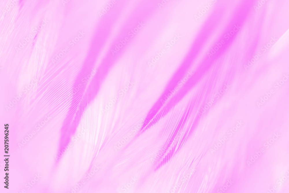 Bird and chickens feather texture for background Abstract,blur style and soft color of art design. Bird and chickens feather texture for background Abstract,blur style and soft color of art design.