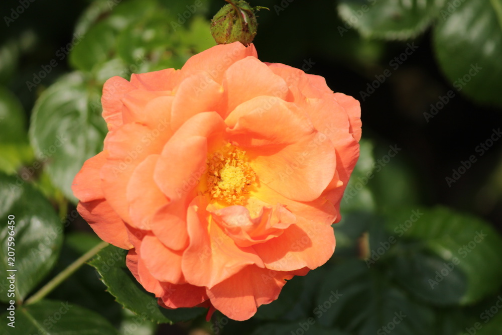 Obraz premium Rose type named BR801 in close-Up isolated from a rosarium in Boskoop the Netherlands