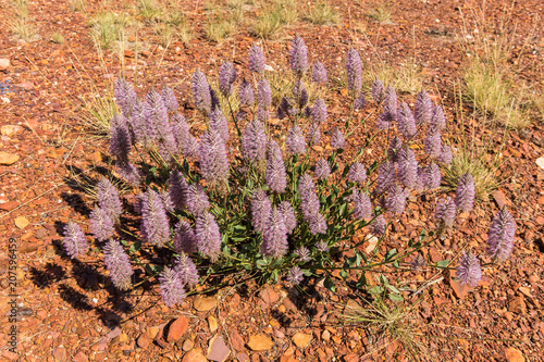 Tall Mulla mulla (ptilotus exalta) photo