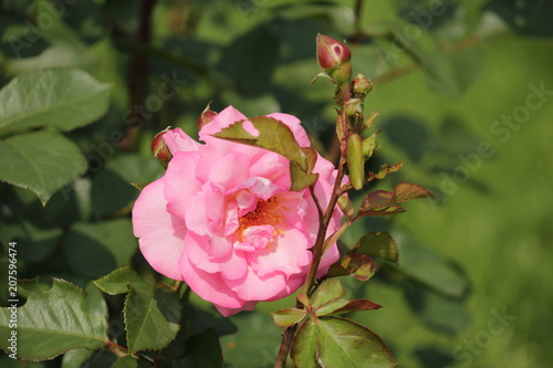 Rose type named Elca in close-Up isolated from a rosarium in Boskoop the Netherlands photo