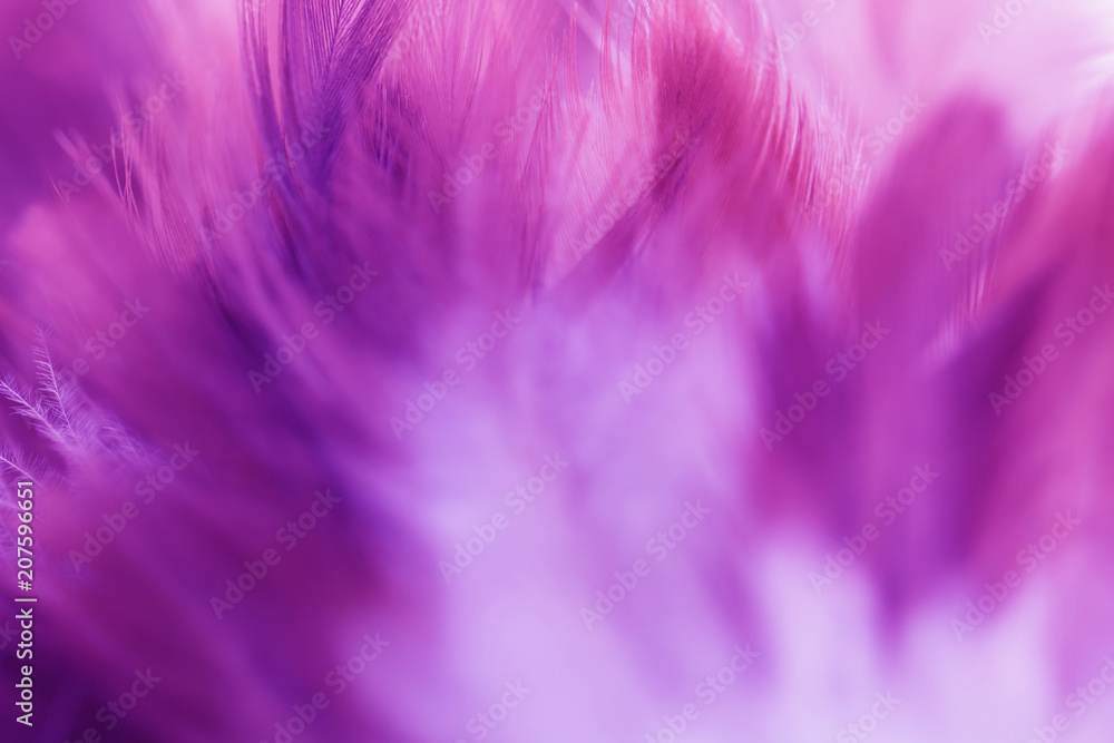Bird and chickens feather texture for background Abstract,blur style and soft color of art design.for mobile case Bird and chickens feather texture for background Abstract,blur style and soft color of art design.for mobile case