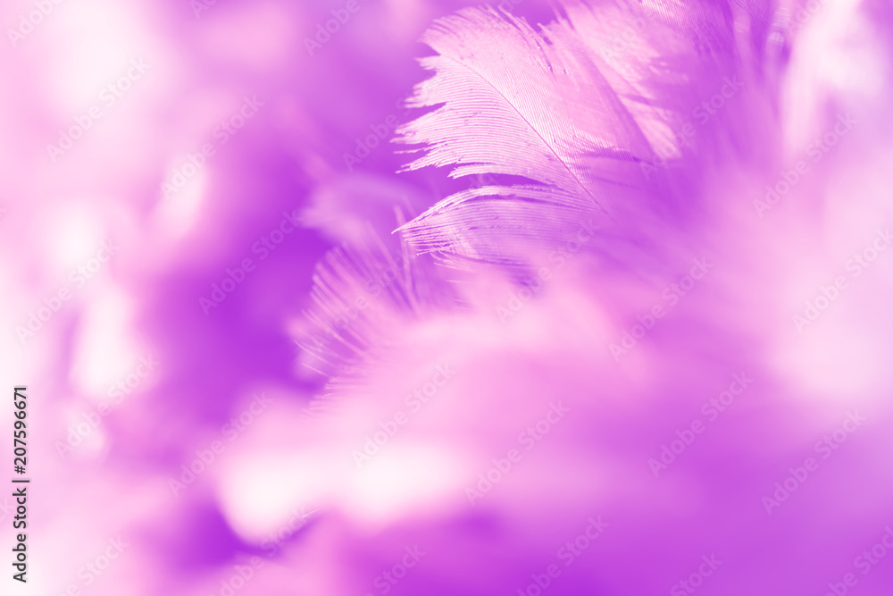 Obraz premium Bird and chickens feather texture for background Abstract,blur style and soft color of art design.