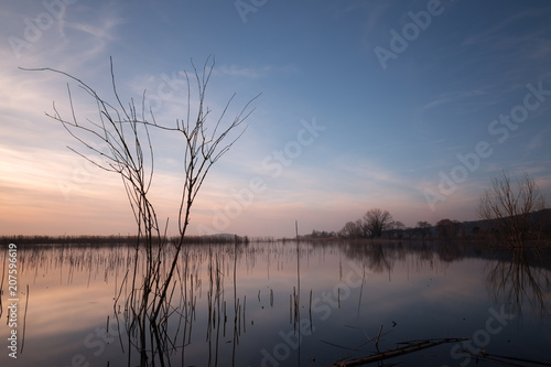 Skeletal  tree on a lake at sunset  with beautiful reflections a