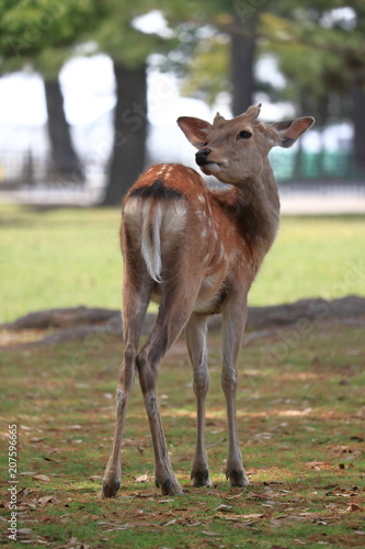 the deer in Nara, Japan