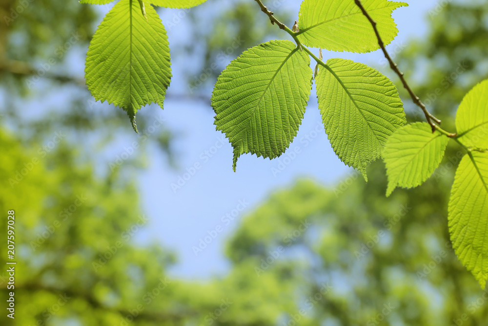 Fresh green tree leaves on nature background Fresh green tree leaves on nature background
