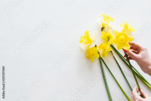 yellow narcissus on white background. beautiful spring flower bouquet. hands creating floral composition. copy space concept