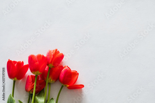 red tulips on white background. flora botany and spring. beautiful flower bouquet on mothers or womens day. free space concept.