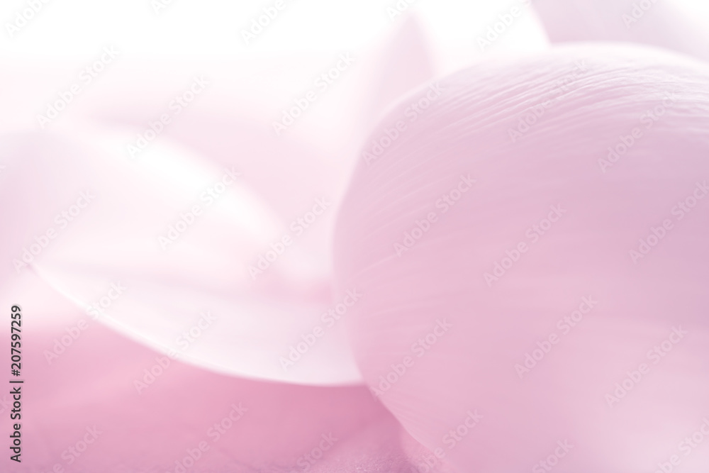 petal of the lotus blossom soft and blur focus, made with gradient and filter colored for background and postcard,Abstract,texture,pink. petal of the lotus blossom soft and blur focus, made with gradient and filter colored for background and postcard,Abstract,texture,pink.