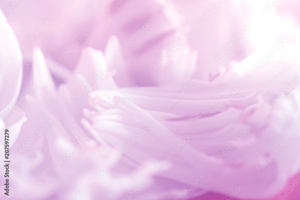 petal of the lotus blossom soft and blur focus, made with gradient and filter colored for background and postcard,Abstract,texture,pink.