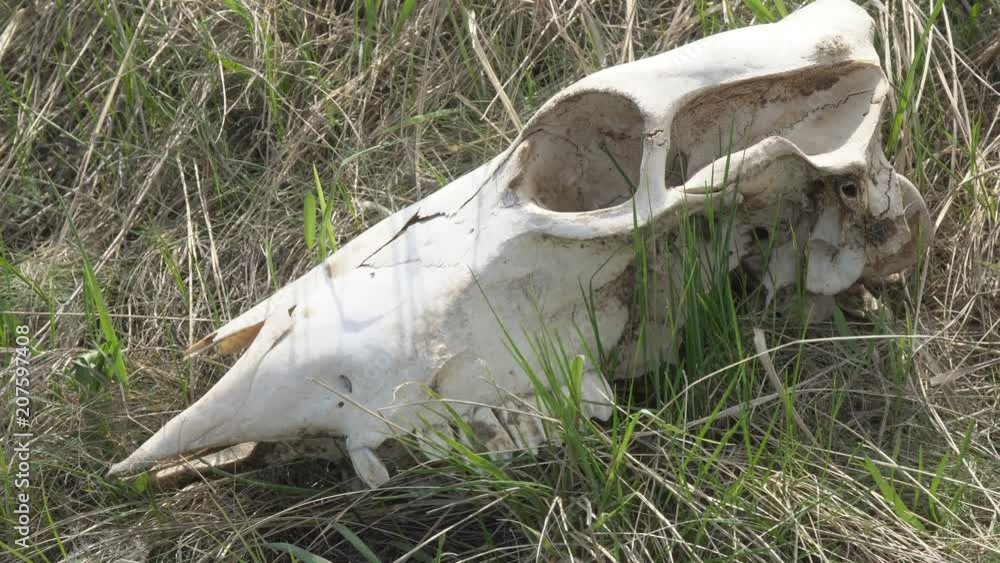 The skull of a large animal on the grass. Zooming The skull of a large animal on the grass. Zooming