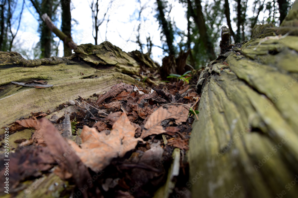 fallen tree fallen tree