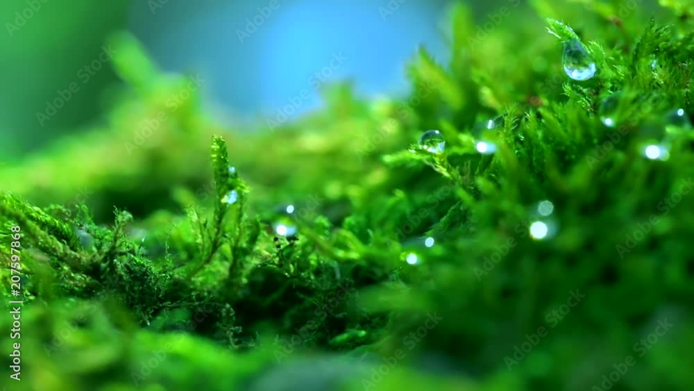 Shot macro plan green moss with raindrops, a dew of the morning. Shot macro plan green moss with raindrops, a dew of the morning.