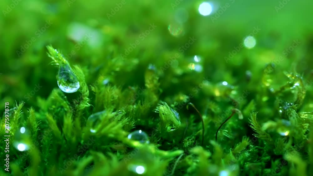 Shot macro plan green moss with raindrops, a dew of the morning. Shot macro plan green moss with raindrops, a dew of the morning.