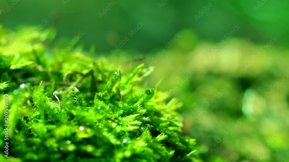 Shot macro plan green moss with raindrops, a dew of the morning.