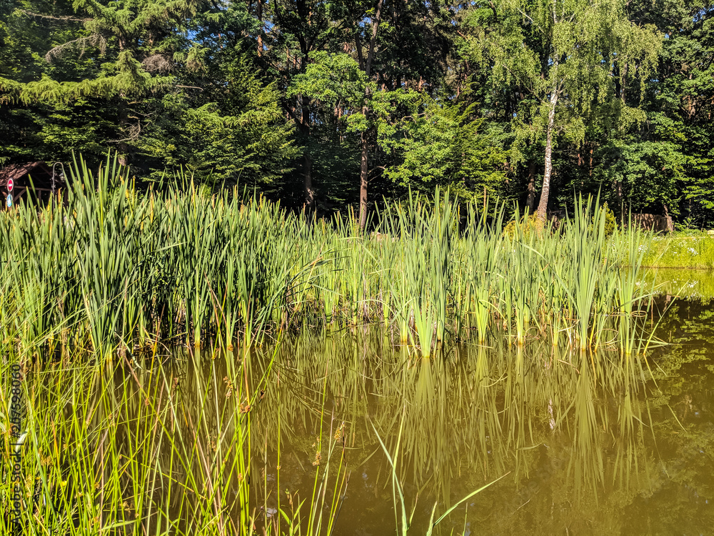 Landscape of nature with lake and grass in the summer season Landscape of nature with lake and grass in the summer season
