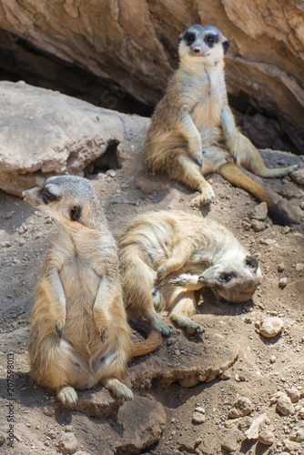 group of meerkats resting photo